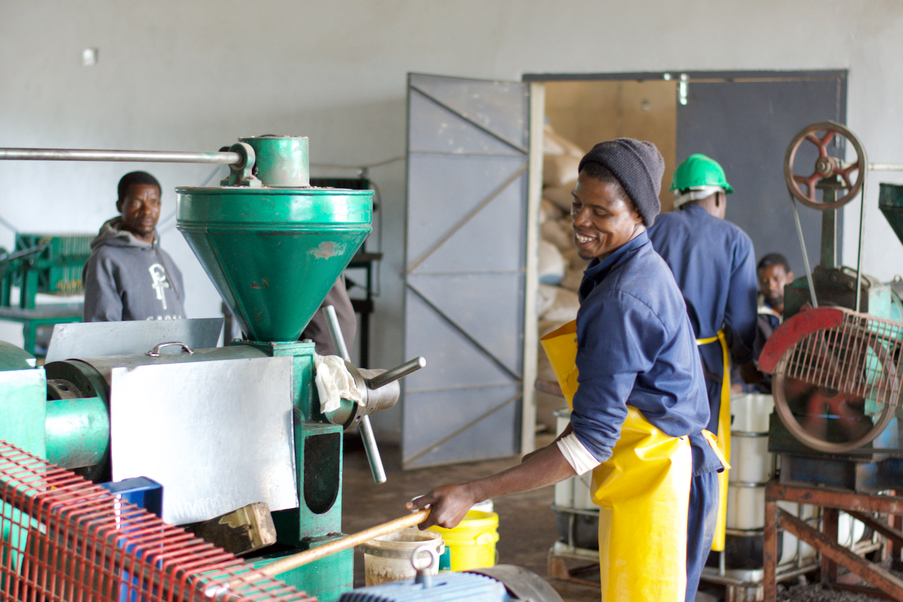 Farmers in the community bring their sunflower seeds to The Esther School. Then, the seeds are processed into cooking oil, which is sold to support the school.
