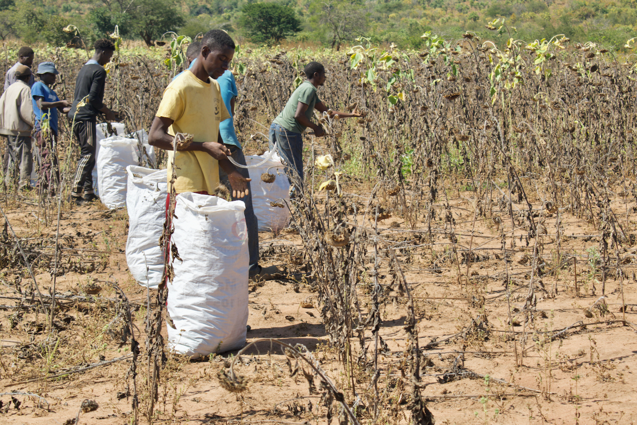 When the sunflowers have dried up, they are ready to harvest. Farmers cut off the heads of the flowers, then remove the seeds.